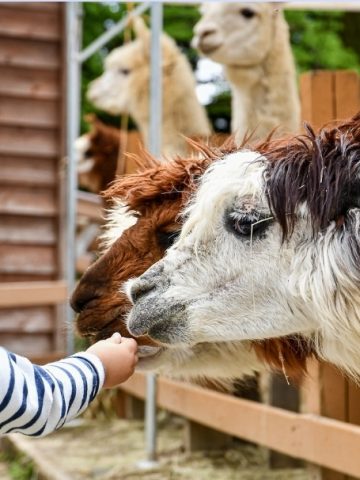 How to Make Day Trips a Fun Yet Educational Experience
