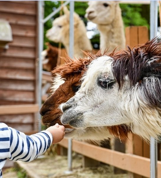 How to Make Day Trips a Fun Yet Educational Experience